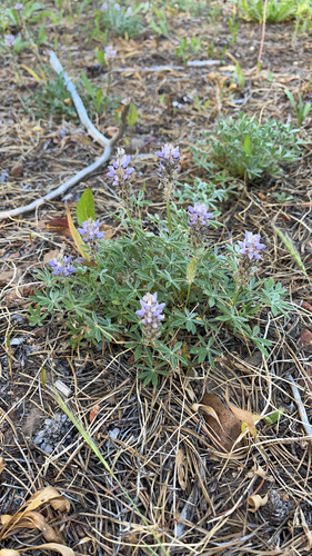 iNaturalist observation photo of Dwarf Lupine