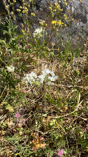 iNaturalist observation photo of white brodiaea