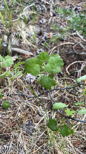 iNaturalist observation photo of wax currant