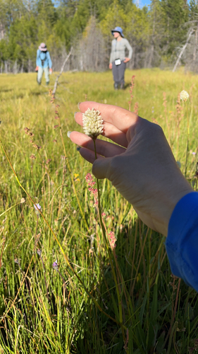 iNaturalist observation photo of American bistort
