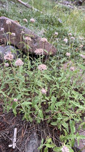 iNaturalist observation photo of Monardellas