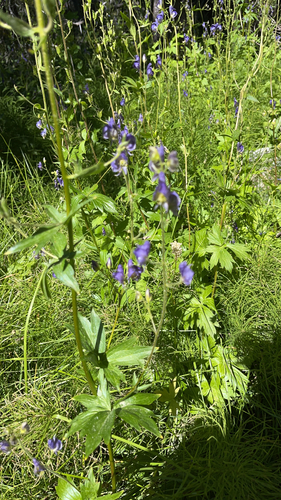 iNaturalist observation photo of Columbian Monkshood