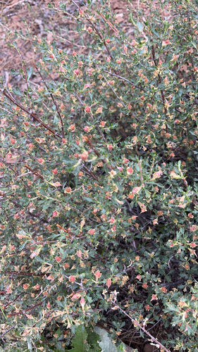 iNaturalist observation photo of Antelope Bitterbrush