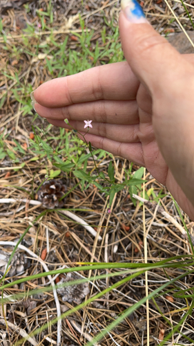 iNaturalist observation photo of milk kelloggia
