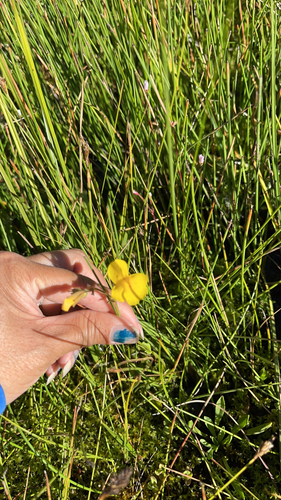 iNaturalist observation photo of seep monkeyflower