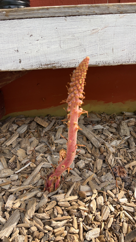 iNaturalist observation photo of woodland pinedrops