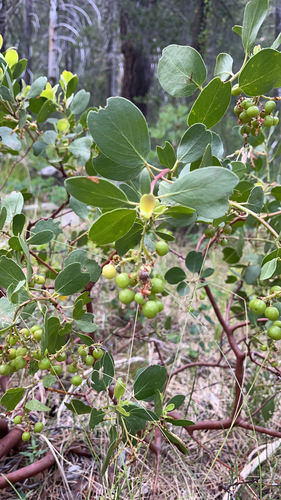 iNaturalist observation photo of greenleaf manzanita