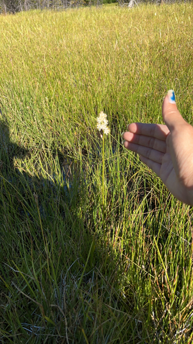 iNaturalist observation photo of western false asphodel