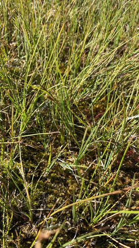 iNaturalist observation photo of threadleaf sedge
