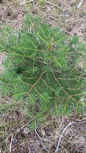 iNaturalist observation photo of white fir