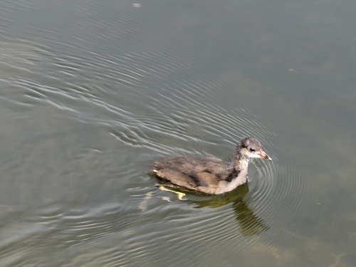 iNaturalist image