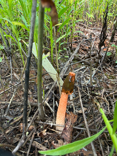Wrinkly Stinkhorn