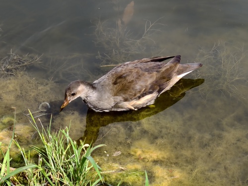 iNaturalist image
