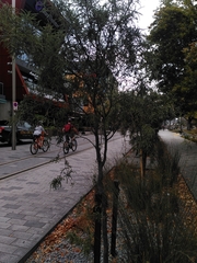 Sophora