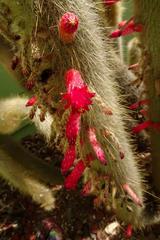 Cleistocactus strausii