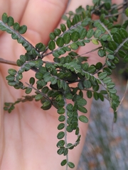 Sophora