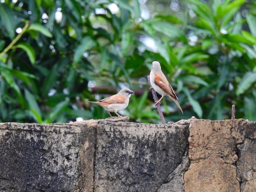 Northern Grey-headed Sparrow