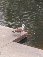 Larus dominicanus dominicanus