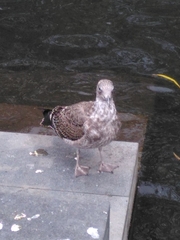 Larus dominicanus dominicanus