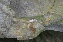 Libo Gecko photo 3