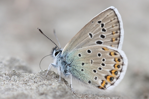 Northern Blue, photo 2 of 10