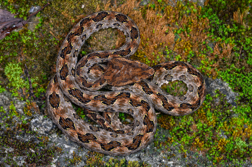 Brown spotted pitviper, photo 3 of 10