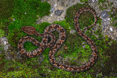 Brown Spotted Pitviper photo 3