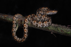 Brown Spotted Pitviper photo 1