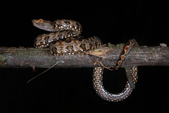 Brown Spotted Pitviper photo 2