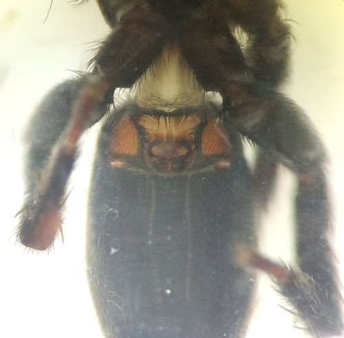 Zelotes clivicola
