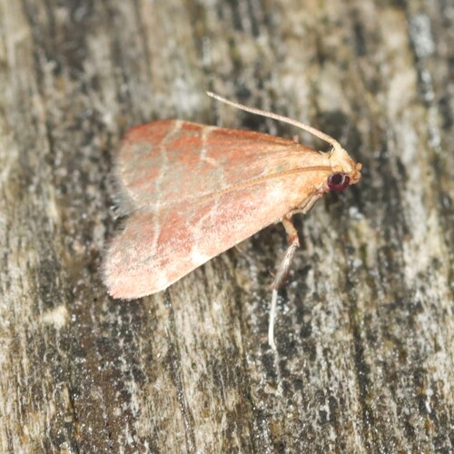 Posturing Arta Moth photo 3