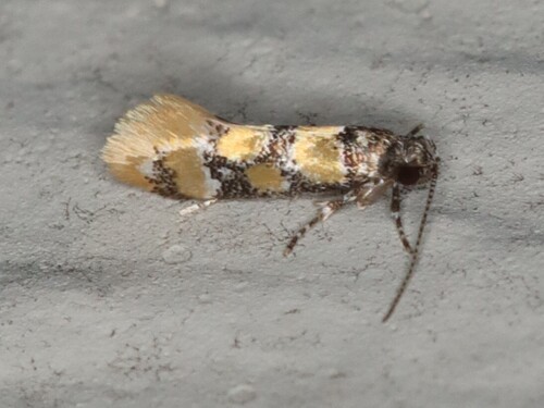 Small Decantha Moth photo 3