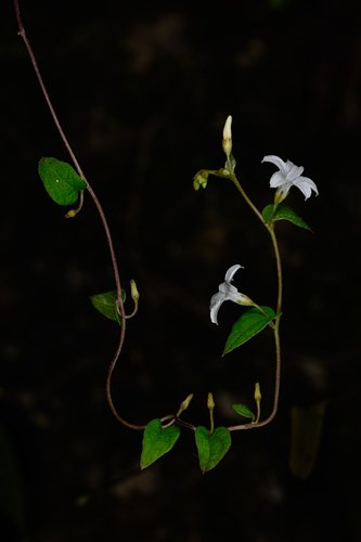 Dinetus racemosus observed 2026-06-28