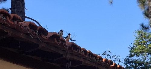 Blue-and-white Swallow