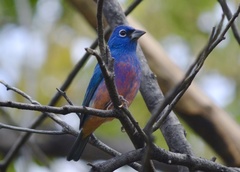 Passerina rositae