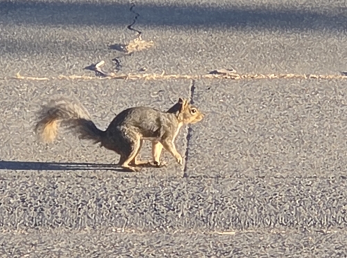 Eastern Fox Squirrel