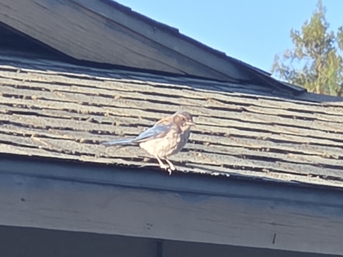 California Scrub-Jay