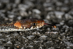 Pope's Keelback photo 3