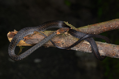 Pope's Keelback photo 4