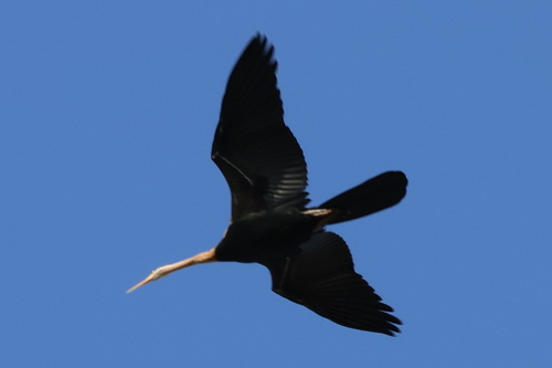 iNaturalist image