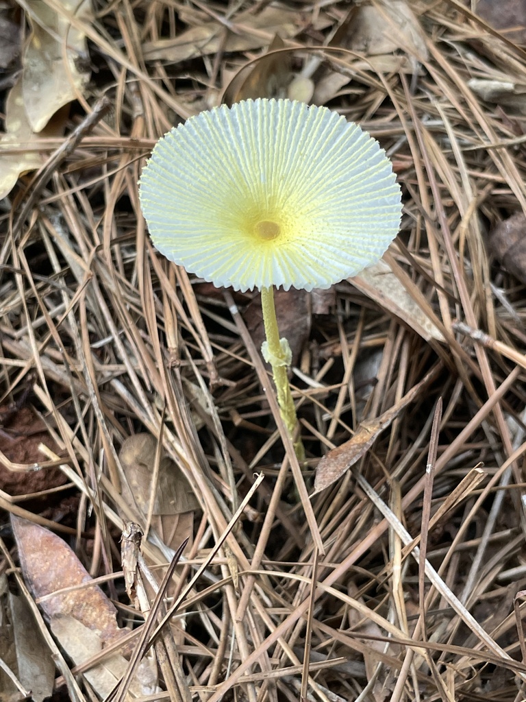 Fragile Dapperling · July 2026 · photo: Photo: (c) Engers, some rights reserved (CC BY) · iNaturalist