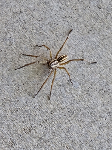 Rabid Wolf Spider