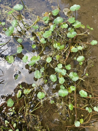 floating marsh pennywort
