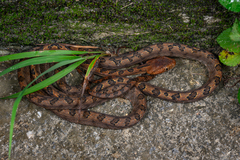 Kelung Cat Snake photo 5