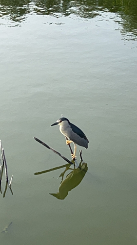 iNaturalist image