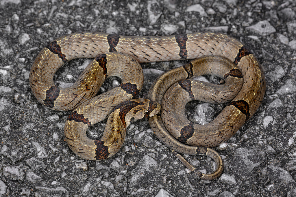 Chinese Kukri Snake