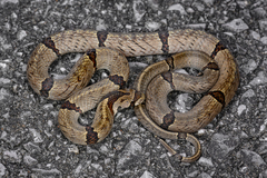 Chinese Kukri Snake photo 1