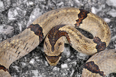Chinese Kukri Snake photo 2