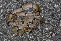 Chinese Kukri Snake photo 4