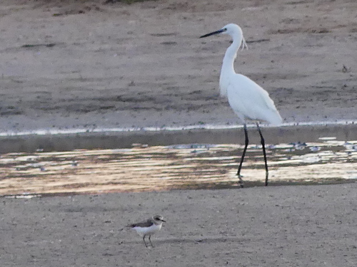 iNaturalist image